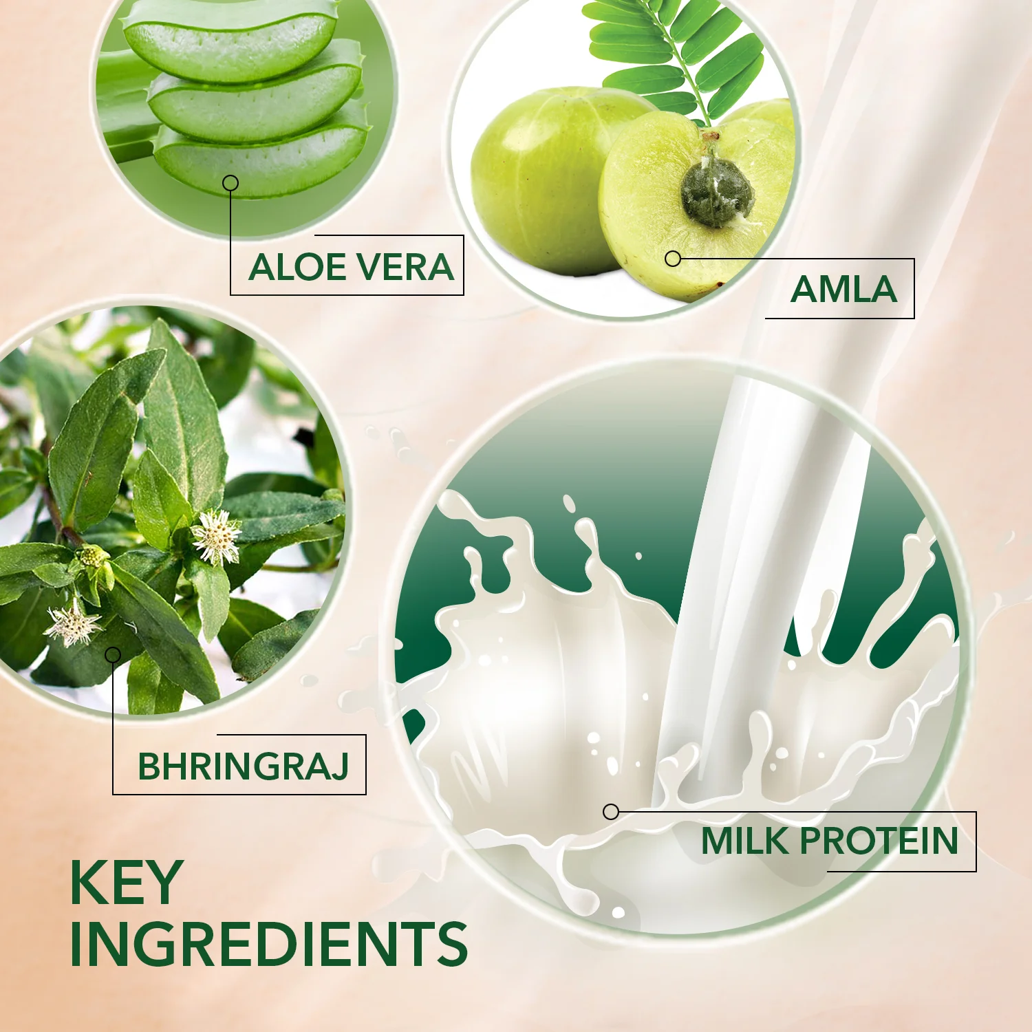 كيش كينغ – شامبو أيورفيدي لإصلاح الشعر التالف